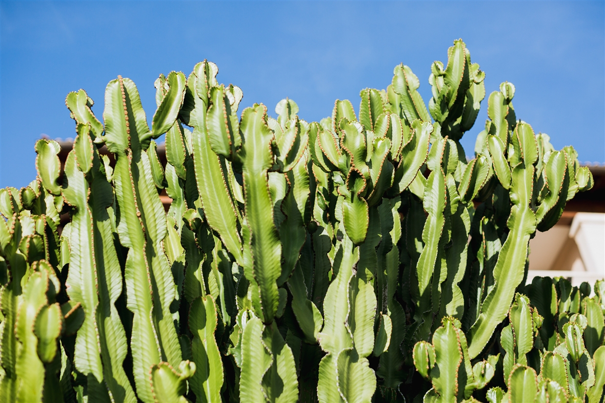 sergey&kristina_mallorca_wedding