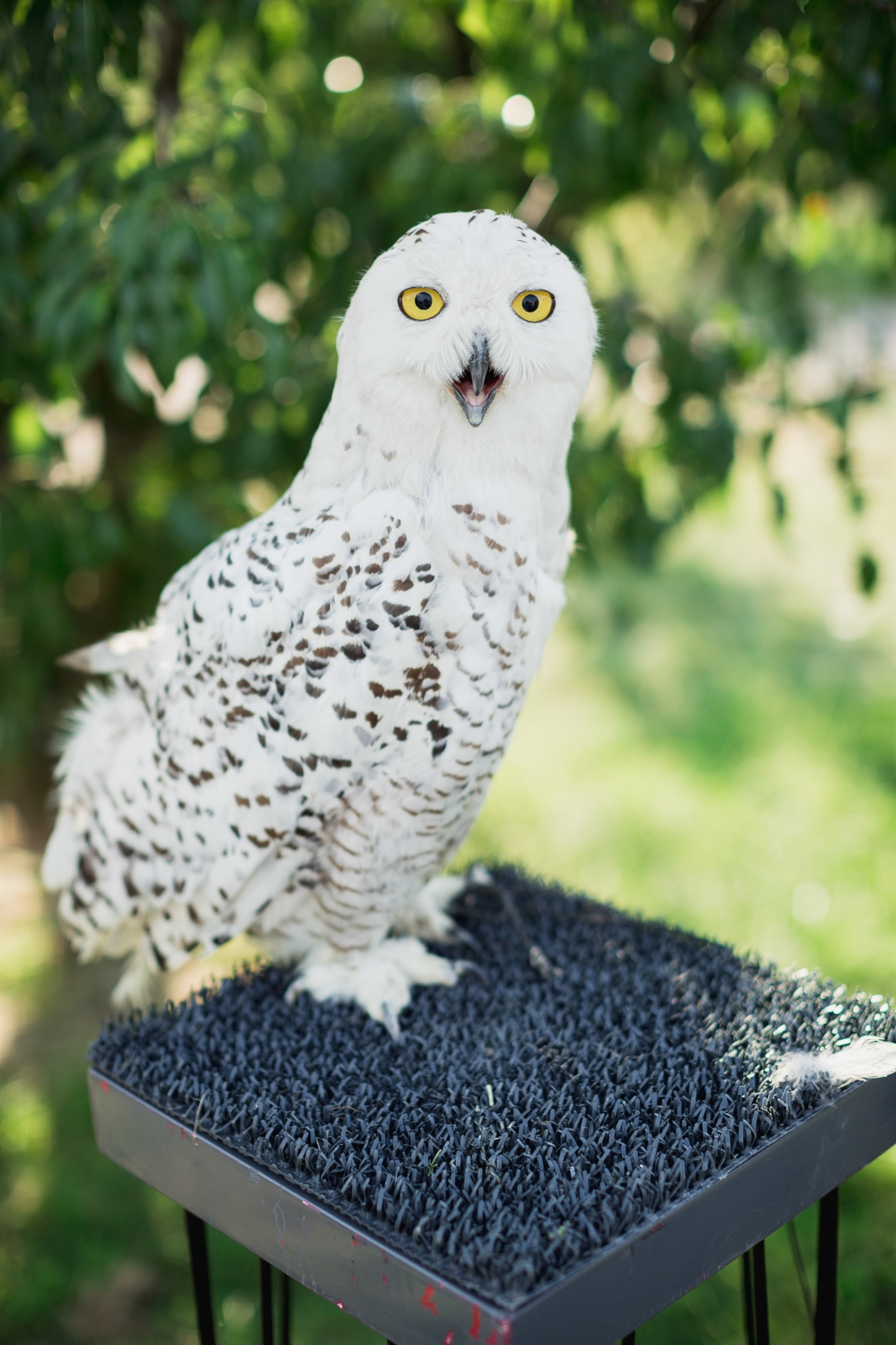 yuriy&olgagardenwedding