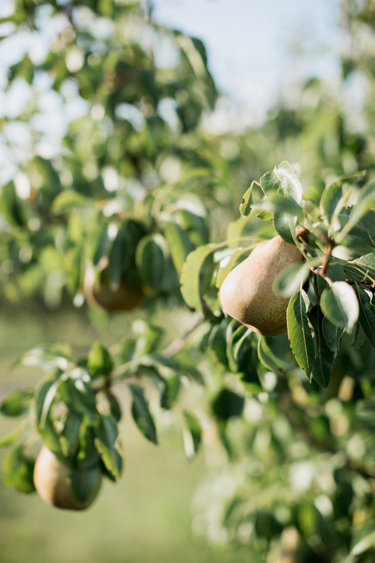 yuriy&olgagardenwedding
