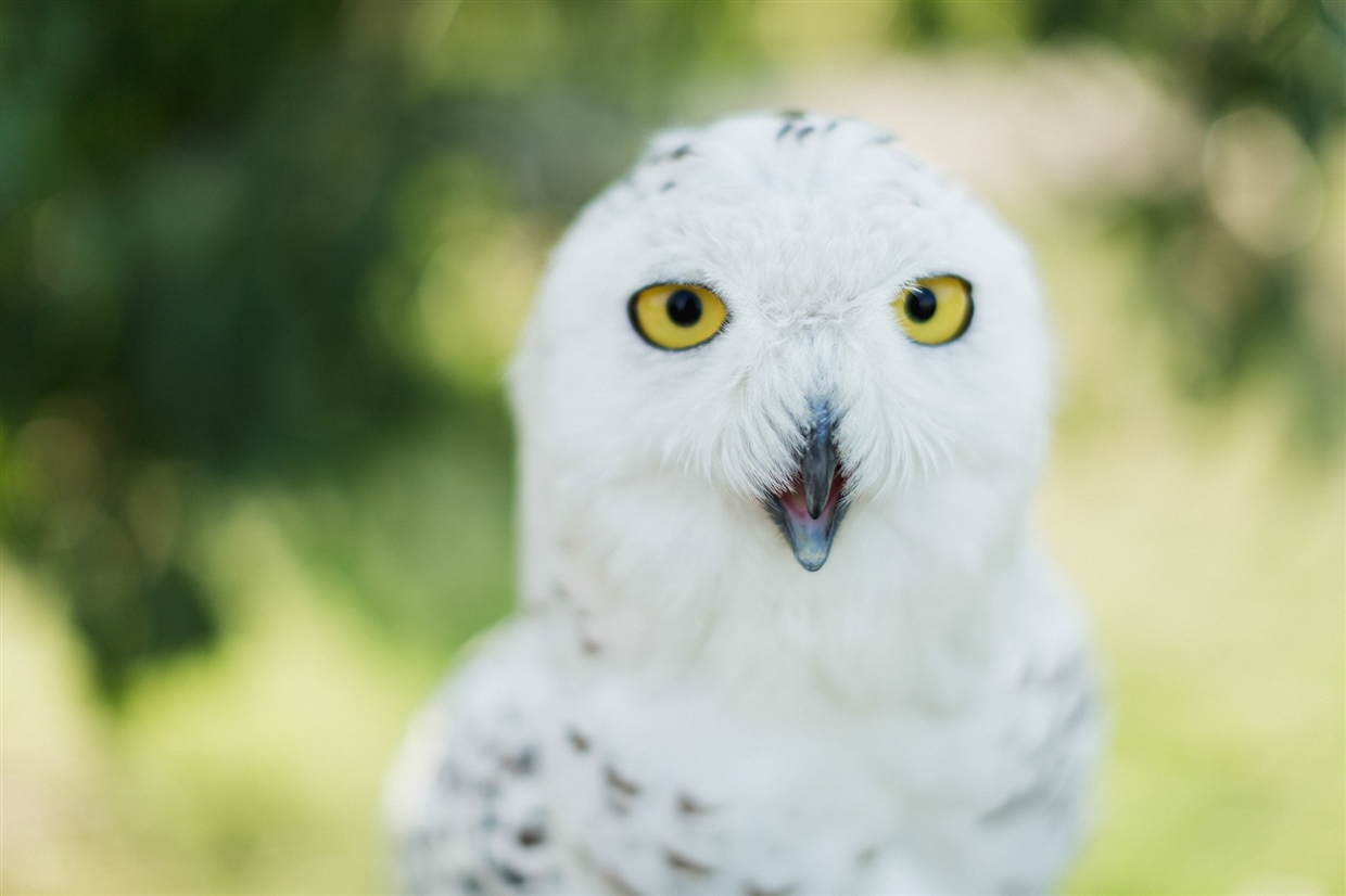 yuriy&olgagardenwedding