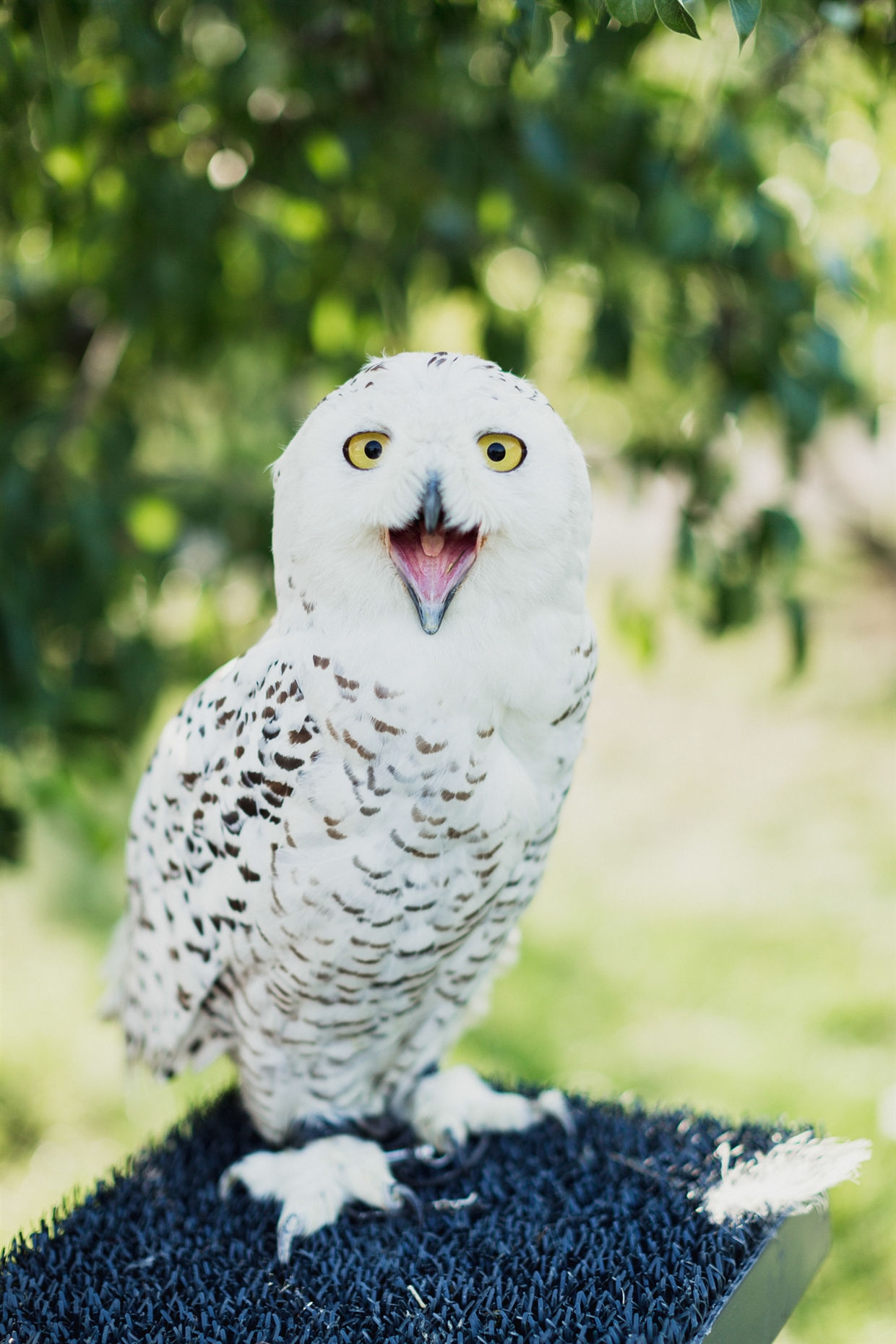 yuriy&olgagardenwedding