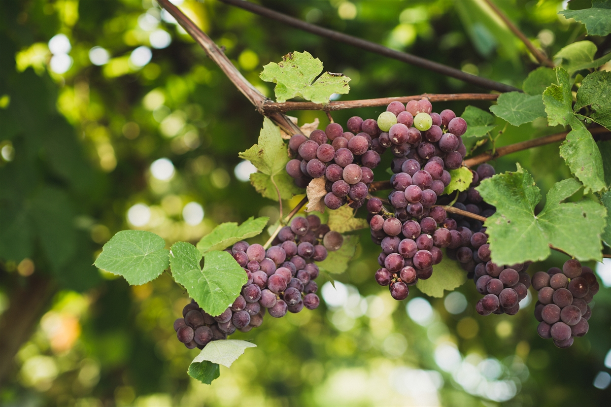 yuriy&olgagardenwedding