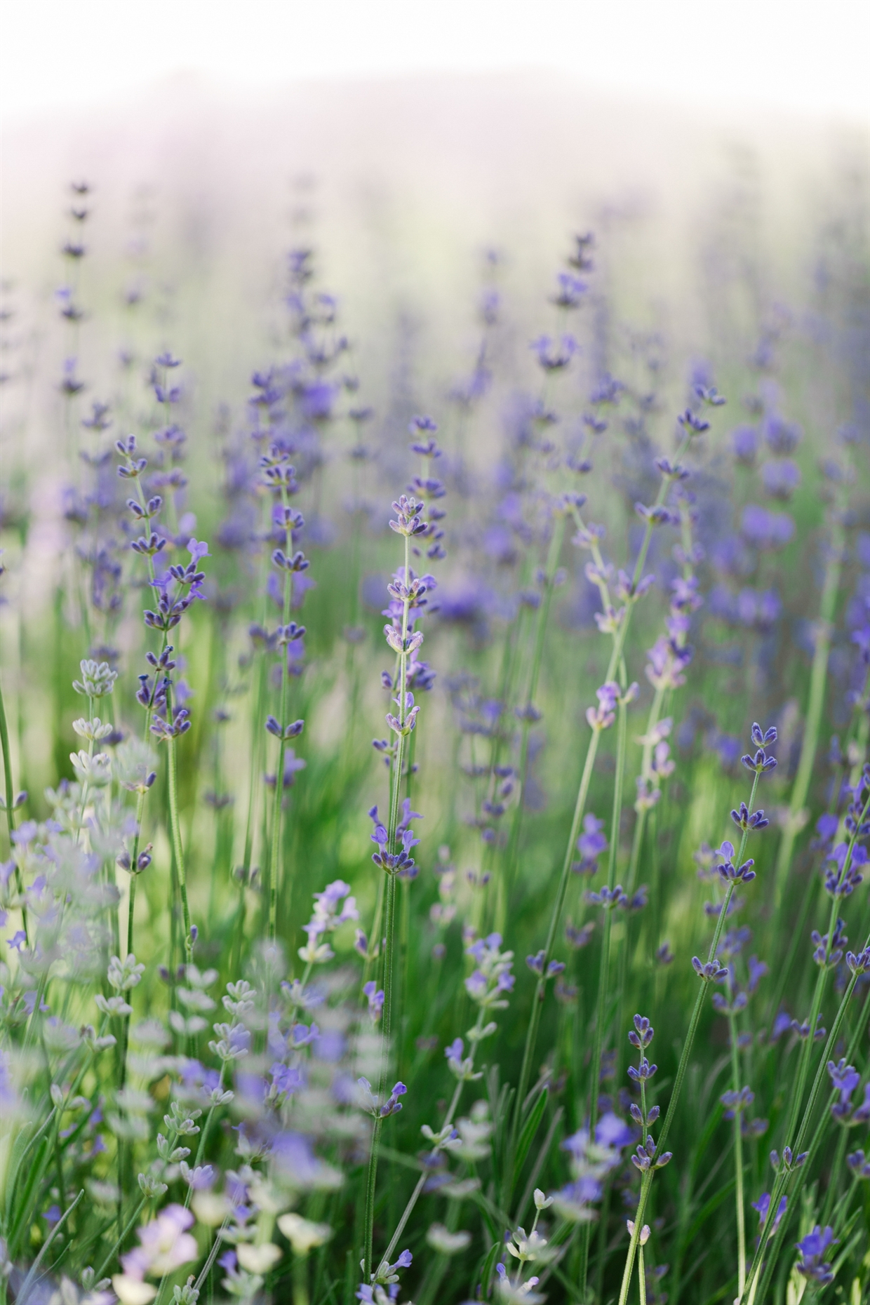 fotosessia_v_lavande