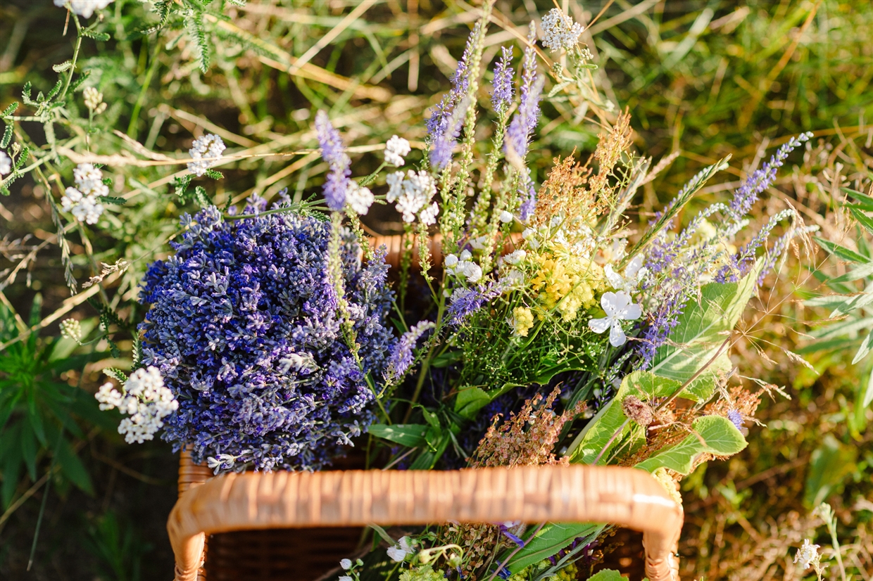 fotosessia_v_lavande