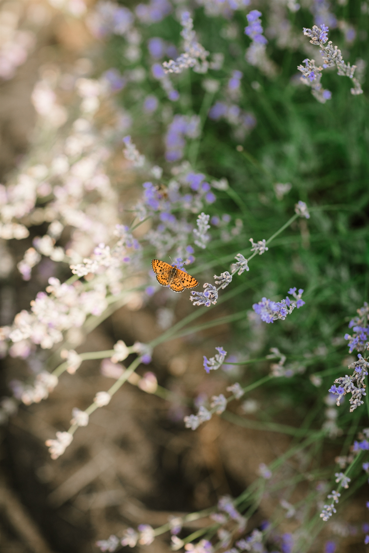 big_family_photoshoot_lavender