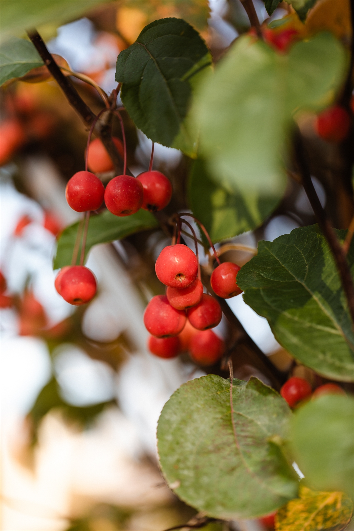 osennya_photosessiya