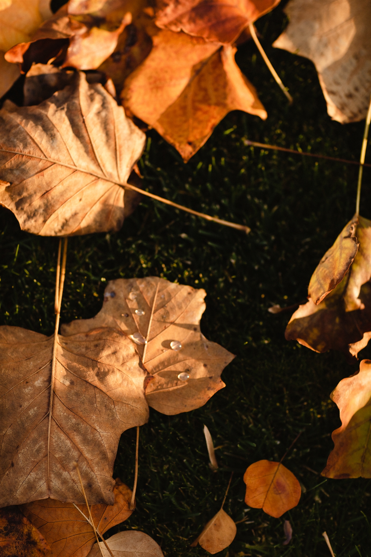 osennya_photosessiya