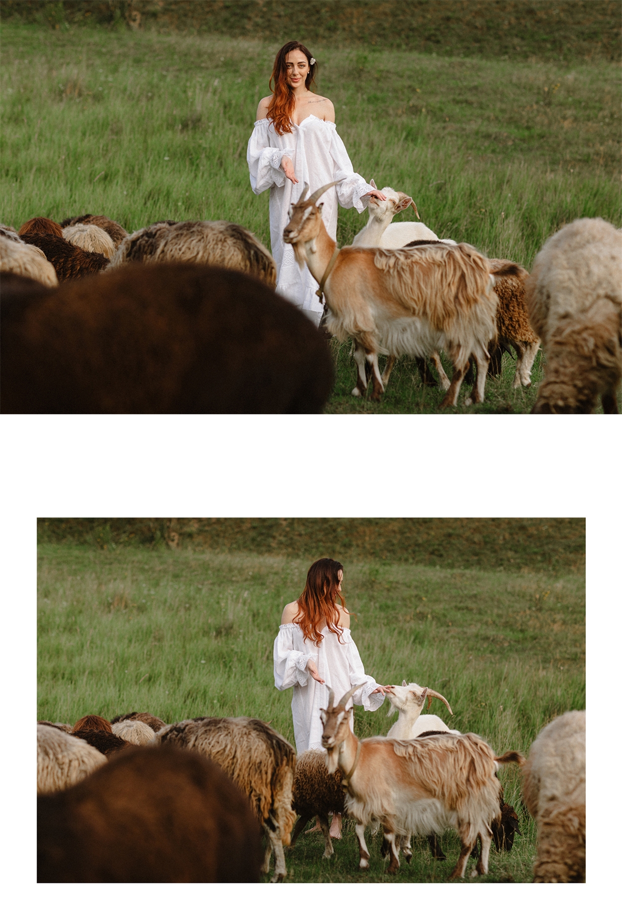 фотосессія на природі з вівцями
