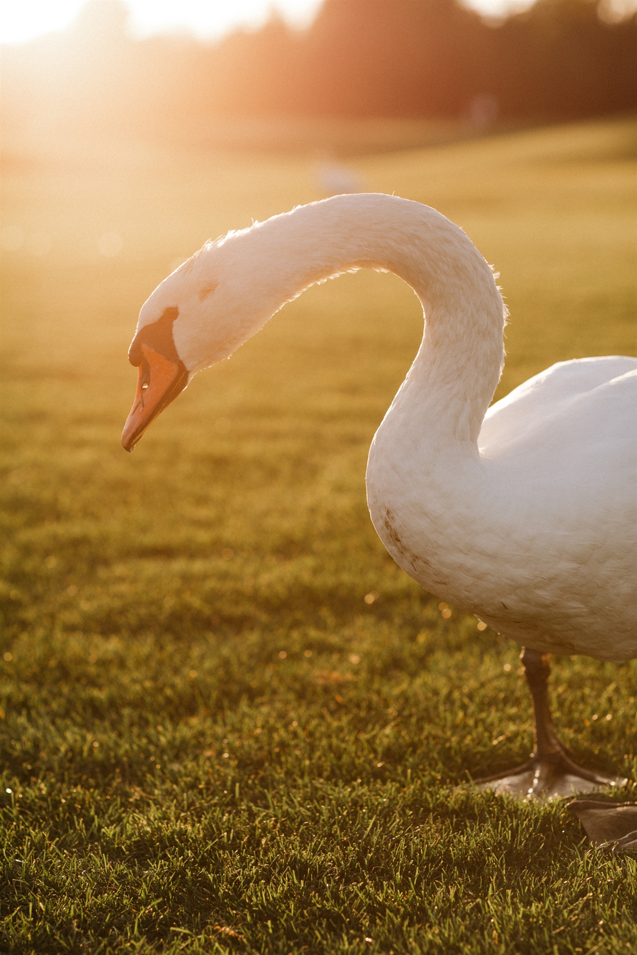 сімейна фотосесія в Межигір`ї, фотограф київ
